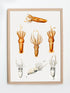 raw wood framed squid varieties print wall art
